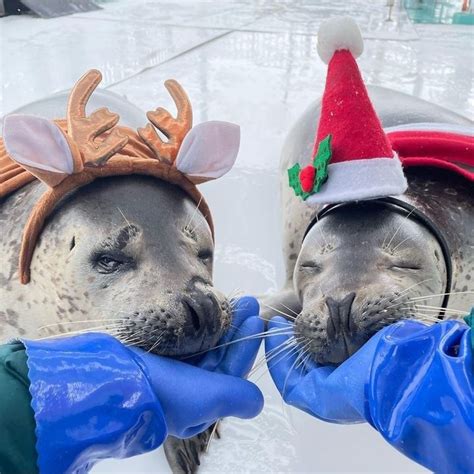 Silly Sea Lions in Christmas Hats