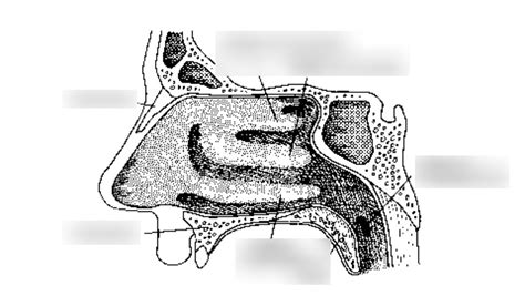 Nasal Cavity Diagram | Quizlet