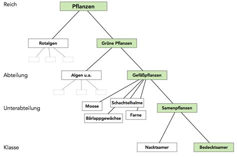 Botanik Helmich System Der Angiospermen