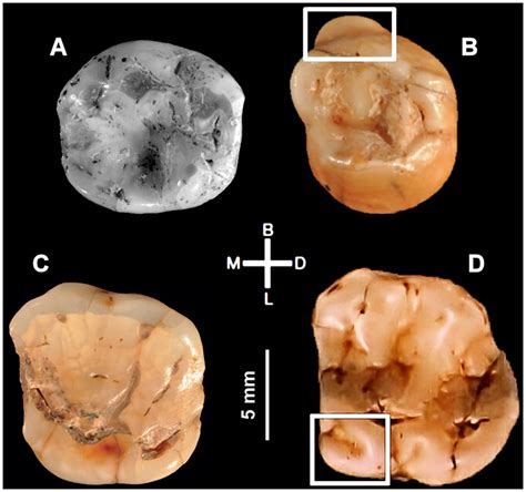 The Pleistocene human teeth from southern Italy discovered by A. Palma ...