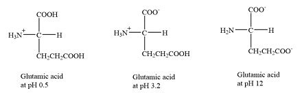 Isoelectric Points Of Amino Acids And How To Calculate Off