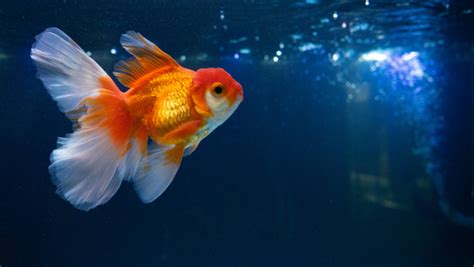 How Do Goldfish Mate Discover The Goldfish Breeding Process