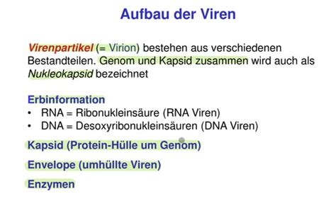 Virusinfektionen VL9 Karteikarten Quizlet