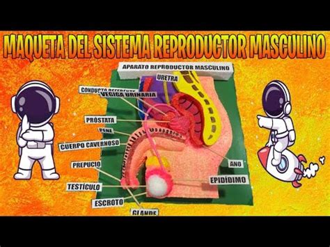 Como hacer una maqueta del sistema reproductor femenino Видео