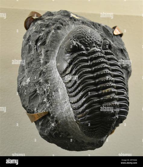 Prehistoric fossils dating back to the Cretaceous period Stock Photo ...