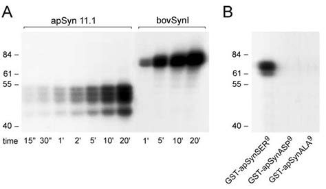 Pka Phosphorylates Apsyn At A Single Site In Domain A A Radioactive