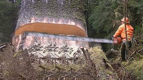 Dangerous Fastest Cutting Huge Tree Skills With Chainsaw Incredible Tree Felling Compilation