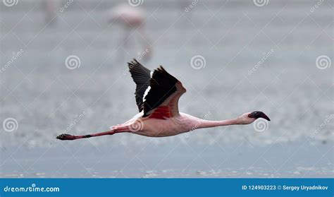 Flamingo In Flight Flying Flamingo Over The Water Of Natron Lake