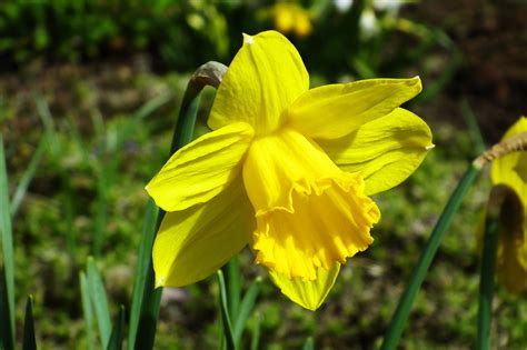 Daffodil Flower Yellow Free Photo On Pixabay Pixabay