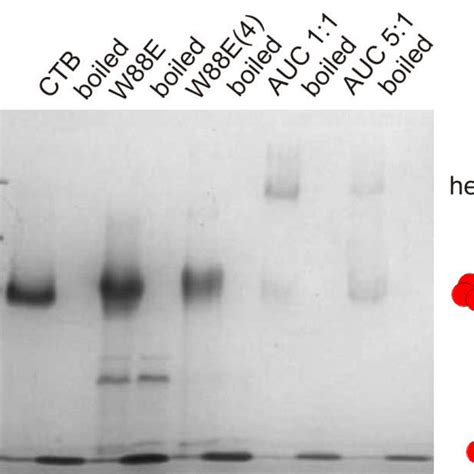 Figure S Sds Page Of Wild Type Ctb Mutant W E And The Pentavalent