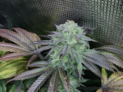 1205 Best Gorilla Glue 4 Images On Pholder Microgrowery Weed And Autoflowers