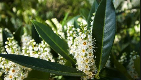 Laurel Cerezo Descripción Origen Cultivo Cuidados Y Más