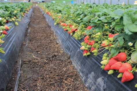 Bioestimulante TRAINNER Para Frutillas Conversemos De Frutilla