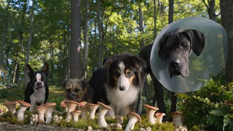 Strays Trailer Shows Will Ferrell & Jamie Foxx as Dogs in R-Rated Comedy