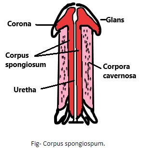 PathoPhys Exam 2 Male Reproductive System Flashcards Quizlet