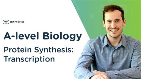 Protein Synthesis Transcription A Level Biology Ocr Aqa Edexcel