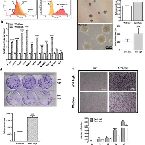 GSC Like Cells Are Endowed With Upregulated Wnt Lgr Rspo Axis A U251