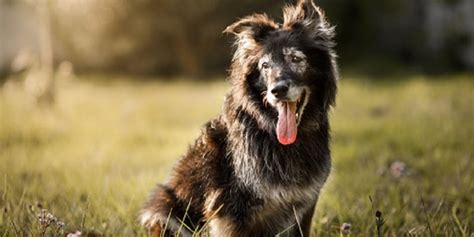 Mitos E Verdades Sobre Cachorros PetIndica