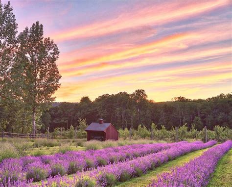 Relaxing Lavender Farms In New Jersey