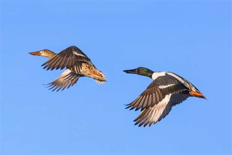 Male vs. Female Ducks (8 Main Differences) - Bird Helpful