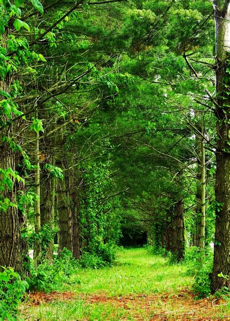 Gambar Foto Gratis Jejak Hutan Pohon Hijau Alam Gambar Jalan Hiking Di