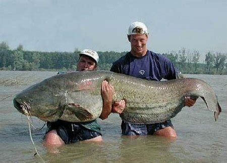 World Record Catfish, The Largest Catfish Ever Caught