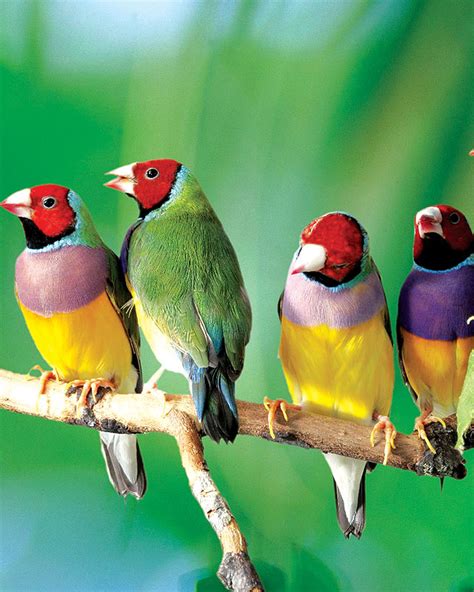 Gouldian Finches - Bird and Beyond