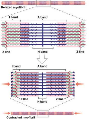 skeletal muscle contraction Flashcards | Quizlet 