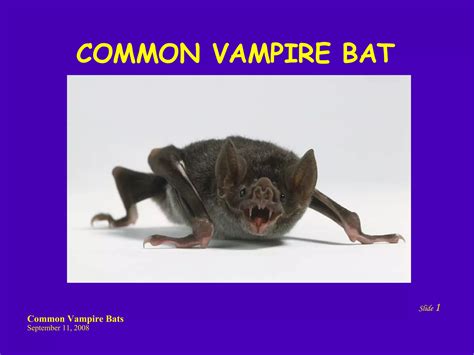 Common Vampire Bats By Thomas Ppt