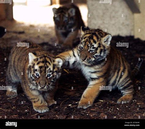 Two of the three new amur tiger cubs hi-res stock photography and ...