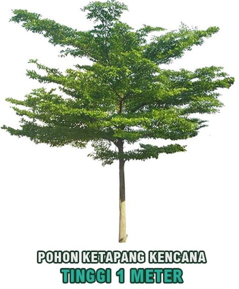 Jual Pohon Ketapang Kencana Tinggi 1 Meter