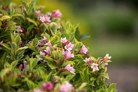 Rainbow Sensation™ Weigela First Editions Flowering Shrubs Rainbow Bedding Plants