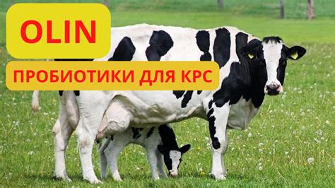 Пробиотики и жидкие полисахариды - YouTube