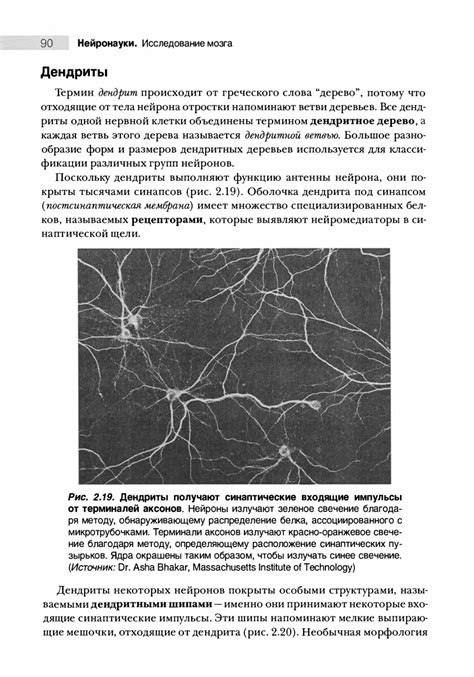 Нейронауки. Исследование мозга. Т.1 - Парадизо М.А., Беар М.Ф., Коннорс ...