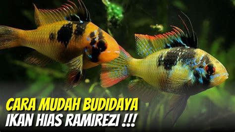 Peluang Usaha Ikan Hias Menjanjikan Budidaya Ikan Hias Ramirezi Yang