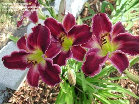 Plantfiles Pictures Daylily Indian Giver Hemerocallis By Daylilyslp