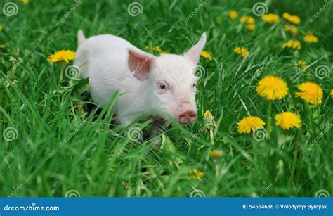 Piglet on farm stock photo. Image of background, boar - 54564636