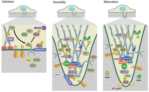 What Mechanisms Drive Invadopodia Extension Mechanobiology Institute