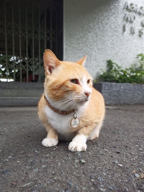 Tabil On Twitter My Top Faves Cadapan Cat Cunty ASLH Pussy Sunkissed Meow Meow