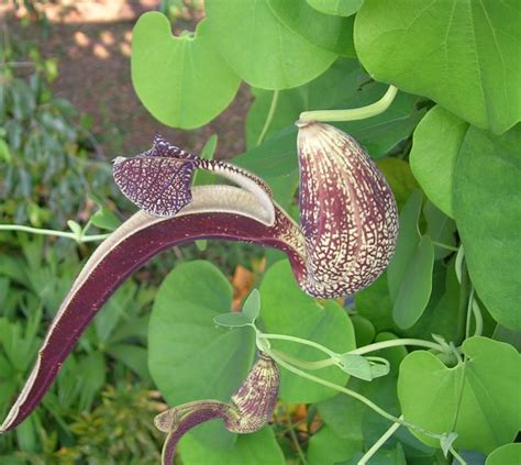 Filearistolochia Sp Wikipedia