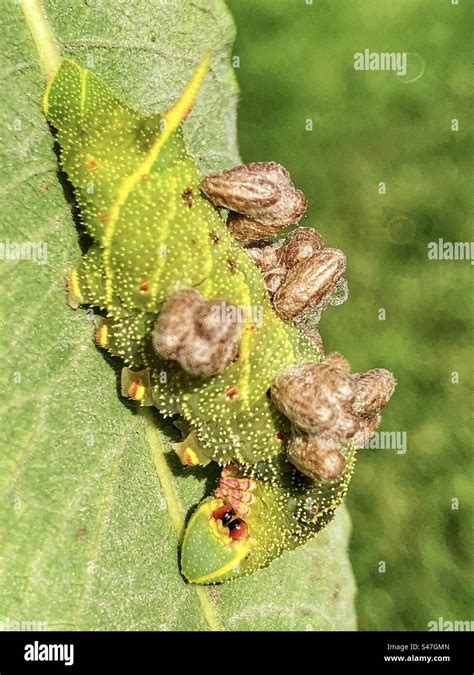 Larvas De Polilla De Halc N De Lamo Cubiertas De Capullos De Avispas