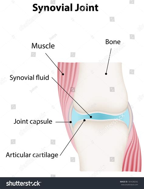 Synovial Joint Diagram Stock Illustration 181638242 Shutterstock