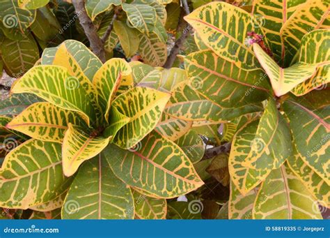 Colorful Garden Croton Stock Image Image Of Striking 58819335