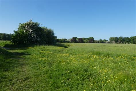 Buttercups On Walmgate Stray Ds Pugh Cc By Sa Geograph Britain