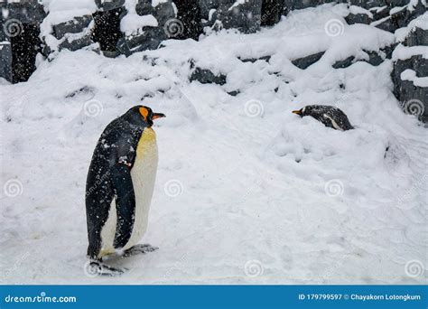 Emperor Penguin during Winter with Snow Ground Stock Image - Image of ...