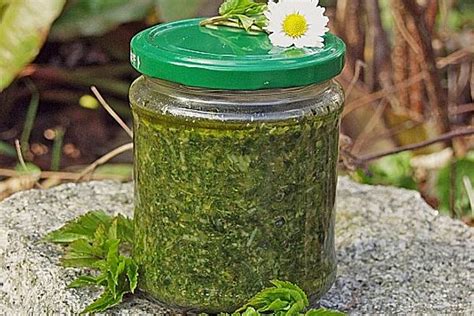 Сныть на зиму: рецепты заготовки, квашеная, маринованная, сок, сушеная ...