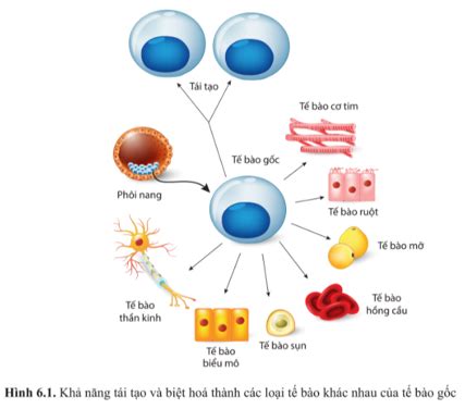 Top với hơn 69 về mô hình sinh học 10 coedo vn