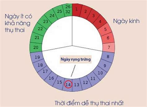 Cách tính ngày rụng trứng chính xác nhất theo chu kỳ kinh nguyệt