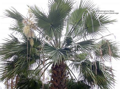 Exotische Nutz Und Zierpflanzen Washingtonia Filifera