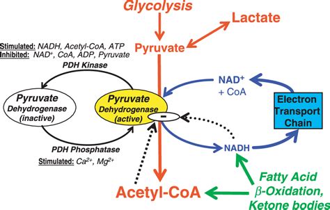 Mitochondrial Electron Transport Chain Semantic Scholar